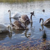 Лебеди на озере :: Рита Симонова