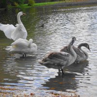 Лебеди на озере :: Рита Симонова