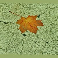 этюд :: Elvira E. 