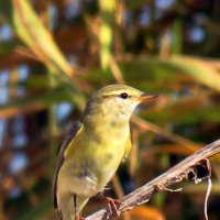 Пеночка :: Николай Волков