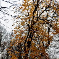 последние краски осени :: Дмитрий Лупандин