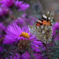 Красавица :: Оксана Новик 