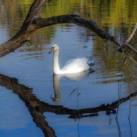 Ты сними, сними меня фотограф :: Наталья Димова
