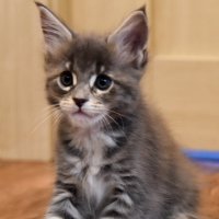 Малышка - Мейн-кун :: Владимир Звягин