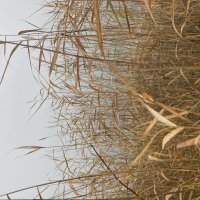 Тростник :: Ольга Савельева 