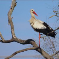 Аист отдыхает :: Ольга Митрофанова