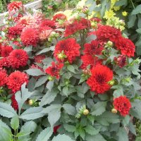 ГЕОРГИНЫ :: СЕРГЕЙ ФИЛОЧКИН