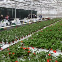 ГЕРАНЬ :: СЕРГЕЙ ФИЛОЧКИН