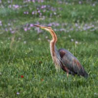 Охотница :: Александр К. Охотница :: Александр К.