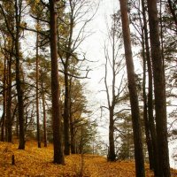 Репино :: Наталья Герасимова