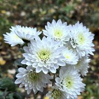 Хризантемы наших полисадников... :: Nina Streapan