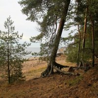 Репино :: Наталья Герасимова Репино :: Наталья Герасимова