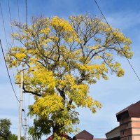 Осень в городе :: Константин Штарк