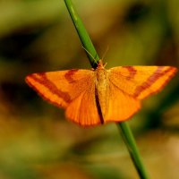 опять про бабочек...14 :: Александр Прокудин опять про бабочек...14 :: Александр Прокудин