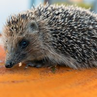 гость с огорода :: Виталий Емельянов