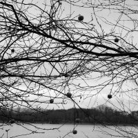 Как по нотам ... :: Лариса Корж