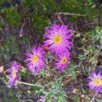 Астра :: Сапсан 