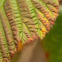 Края листа :: Олег Фролов