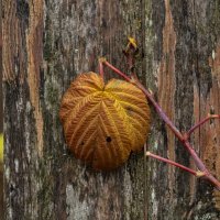 Последнее дыхание поздней осени :: Олег Фролов Последнее дыхание поздней осени :: Олег Фролов