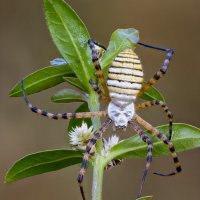 ПАУК АРГИОПА ТРЁХПОЛОСНАЯ (ARGIOPE TRIFASCIATA). :: Александр Григорьев