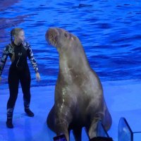 Морж :: Лидия Бусурина