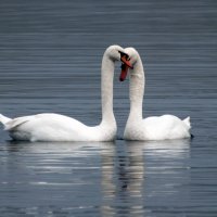 *** :: Владимир Безбородов *** :: Владимир Безбородов