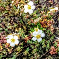 Лапчатка :: Veera V