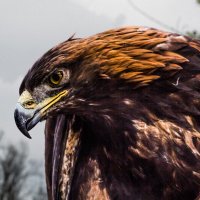 Беркут :: SanSan 