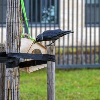 Что там сегодня на завтрак? :: Валерий Иванович