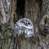 серая неясыть.молодая. :: юрий макаров