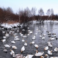 Зимовка на озере Светлом :: Татьяна Лютаева Зимовка на озере Светлом :: Татьяна Лютаева