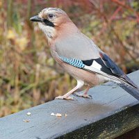 Сойка :: Лина 