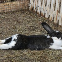 Московская область. Серпухов. Ферма «Русский страус». :: Наташа *****