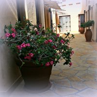 Дворик :: Alisia La DEMA