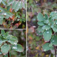 капельки :: Лера 