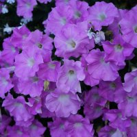 * * * * :: Алёна Савина