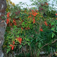 Осени картины :: Варвара