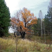 Дубок :: MILAV V