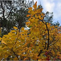 ***** :: Валерия Комова ***** :: Валерия Комова