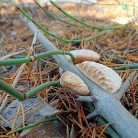 Грибной захват :: Ирина *