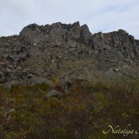 Природа Крыма :: Amazing Cosmea