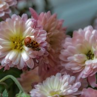 Теплый ноябрь... :: Наталья Димова