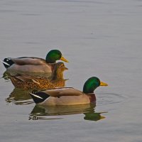 Кряквы. :: Giant Tao /