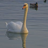 лебедь :: Giant Tao /