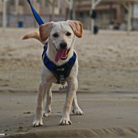 Моя любимая собака Хелли :: Владислав Воровский 