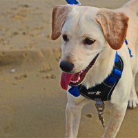 Моя любимая собака Хелли :: Владислав Воровский 