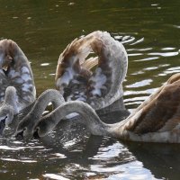 Лебединая молодежь :: Рита Симонова