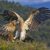 Ну Хто ты такой?.. :: Shmual & Vika Retro