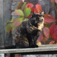 ** :: Зоя Мишина