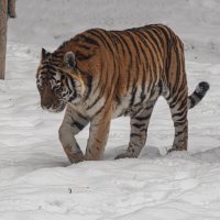 Тигр :: Михаил Измайлов